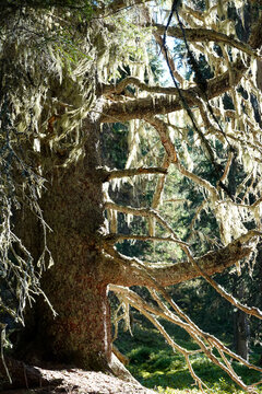Baumflechten im Gegenlicht - tree liches in opposite light - Usnea barbata