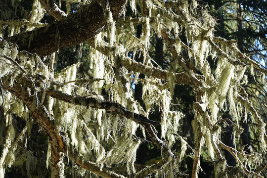Baumflechten im Gegenlicht - tree liches in opposite light - Usnea barbata
