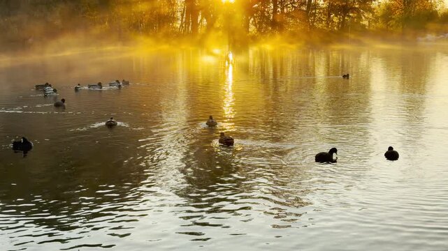 Ducks swim across a glowing lake as morning sunlight breaks through golden mist in Alexander Park. A tilt shot captures this magical, serene scene in Pushkin, slow motion.