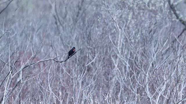 Red-winged blackbird perched on bare branch in dense thicket