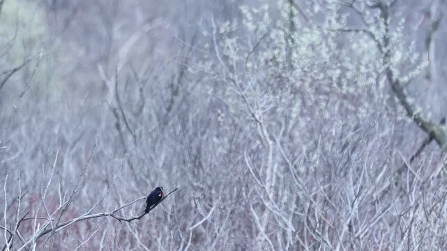 Red-winged blackbird perched on bare branch in early spring thicket