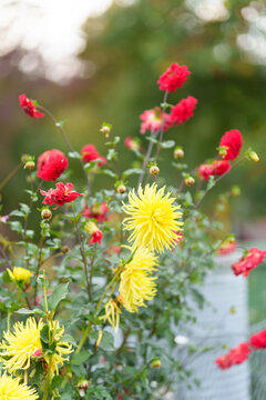 Yellow and Red Dahlias in Garden