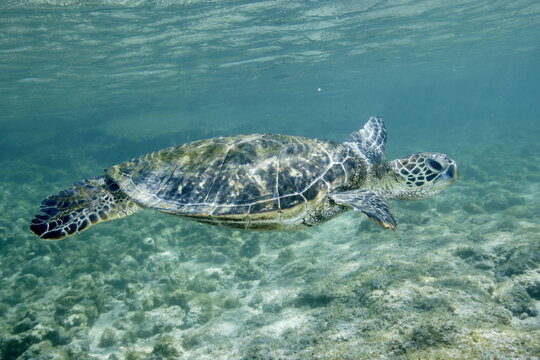 Green sea turtle swimming near the coast of Hawaii