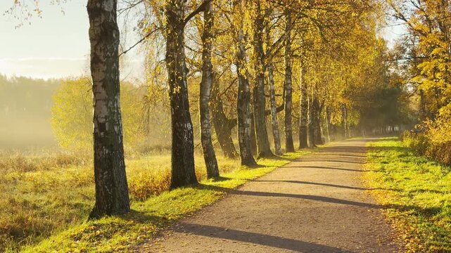 POV walkthrough of an empty birch alley, shot on stabilizer. Smooth forward camera motion, no people. Golden autumn trees shine peacefully in Pushkin, Russia in slow motion.