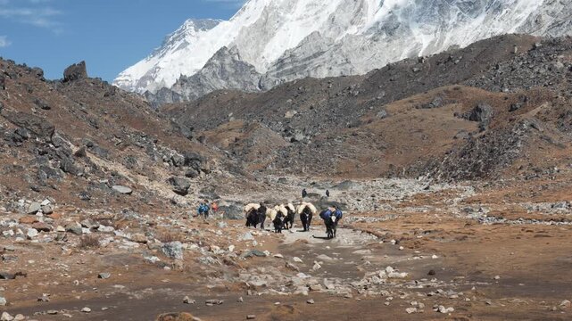 Loaded yaks and sherpas descend a rocky mountain trail in the himalayas with stunning snow-capped peaks in the background, a common sight on the trek to everest base camp in Nepal