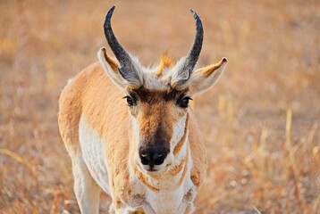 Portrait of a wild male pronghorn antelope (Antilocapra americana) standing in a dry grassy prairie. © César