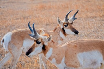 Portrait of a wild male pronghorn antelope (Antilocapra americana) standing in a dry grassy prairie. © César