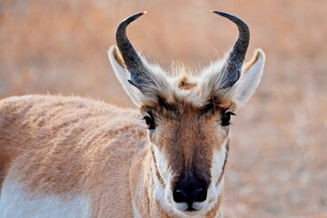 Portrait of a wild male pronghorn antelope (Antilocapra americana) standing in a dry grassy prairie. © César