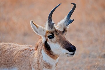 Portrait of a wild male pronghorn antelope (Antilocapra americana) standing in a dry grassy prairie. © César