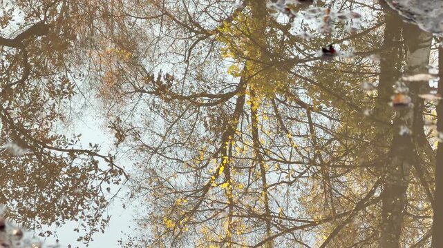 POV walkthrough of an empty park puddle in Pushkin, Russia, shot on stabilizer. Smooth forward camera motion glides in slow motion, bringing a calm, reflective mood. No people are around.