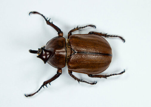 Rhinoceros Beetle Golofa claviger Isolated on White Background
