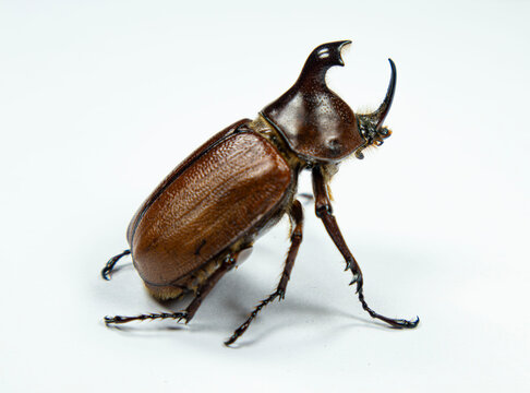 Male Rhinoceros Beetle Golofa claviger Dynastidae Isolated on Wh