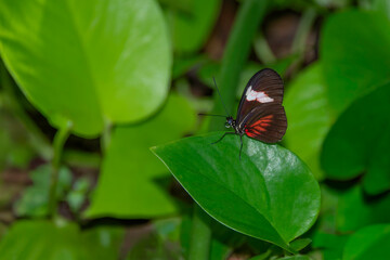 Timareta longwing butterfly resting on a glossy green leaf amid dense foliage © BJ Ray