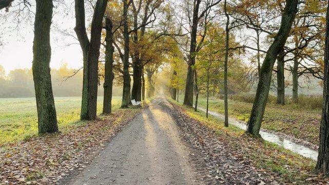 A camera moves forward through an empty park path in Pushkin, Russia, in slow motion. Shot on stabilizer, this calm and peaceful POV walkthrough evokes serenity. No people are present.