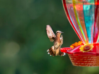 Hummingbird hovers beside a colorful nectar feeder against a softly blurred green background © BJ Ray