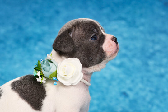 Side view portrait of a black and white pied French Bulldog dog puppy wearing a flower collar on a blue studio background