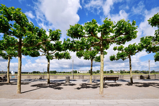 D&uuml;sseldorf, Germany - June 9th 2026:Trees at riverside promenade 'Rheinuferpromenade' with Rhine River, opposite riverbank and Rheinknie Bridge on a sunny day
