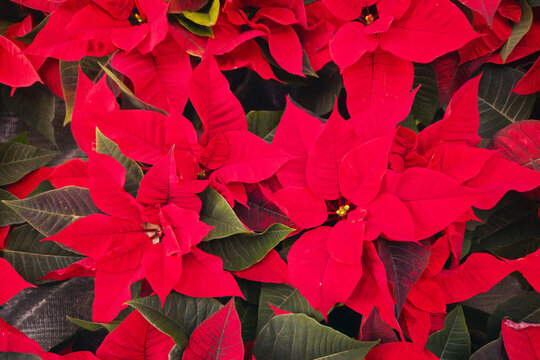 Top view of many blooming red Poinsettia winter rose flowers