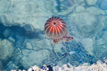 Compass jellyfish © Ajda