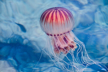 Compass jellyfish © Ajda