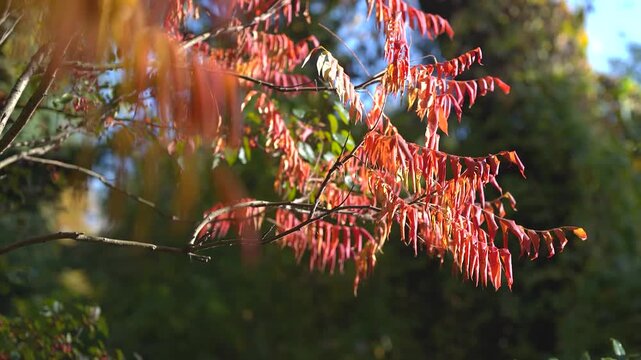 Red and orange leaves of staghorn sumac move in wind during sunny autumn weather. 