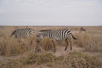 Two plains zebras grazing in tall dry grass, Amboseli National Park, Kenya © Wandering Lens
