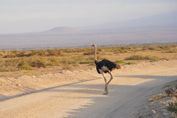 Male common ostrich crossing a dirt safari track in Amboseli National Park, Kenya © Wandering Lens