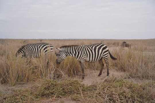 Two plains zebras grazing in tall dry grass, Amboseli National Park, Kenya
