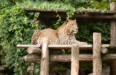 Leopard or panther relax in zoo park. Spotted leopard wild animal, wildlife. Cougar animal with fur spot, cheetah. Leopard spotted leopard © be free