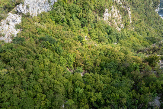 Dense Forest On Rocky Slope