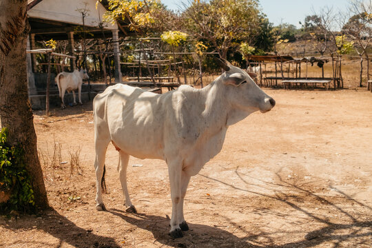 Kanatang, East Nusa Tenggara, Indonesia - 31 July 2026: View of a white cow standing in a dry, sunlit field with another cow near a simple wooden structure.