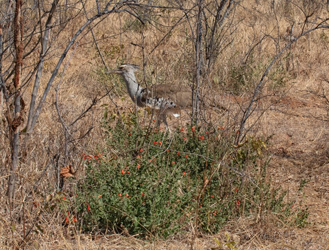 Botswana - 15 July 2026: View of a Kori bustard walking through dry, scrubby vegetation in Chobe National Park.