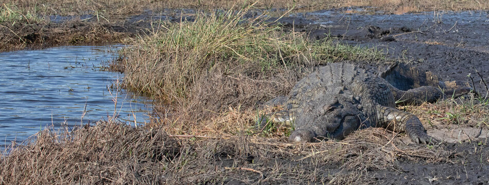 Botswana - 15 July 2026: View of a large crocodile resting on the muddy bank of a river in Chobe National Park, surrounded by dry grasses and water.