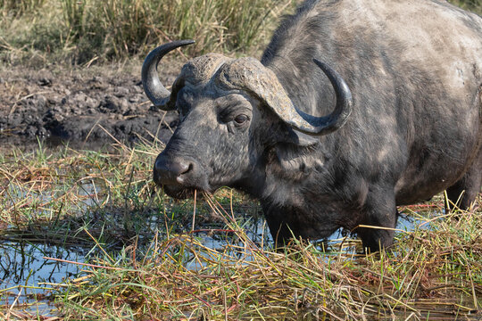 Botswana - 15 July 2026: View of an African buffalo grazing on aquatic plants in the marshy wetlands of Chobe National Park.
