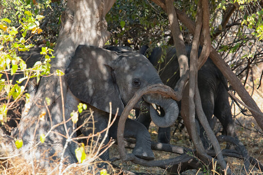 Botswana - 15 July 2026: View of a young elephant calf standing near a tree in the dense vegetation of Chobe National Park, with dappled sunlight filtering through the branches.