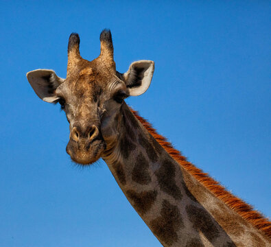Botswana - 15 July 2026: View of a giraffe looking directly at the camera against a clear blue sky in Chobe National Park.