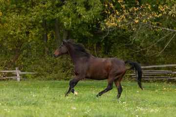 Pferd  galoppiert im Herbst © Nadine Haase