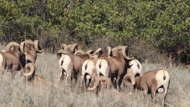 Bighorn Rams Engaging in Head-to-Head Combat During the Rut.