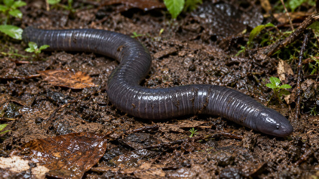 Dark Annulated Caecilian on Wet Leaf Strewn Soil