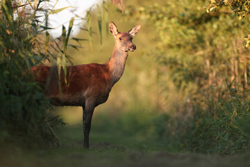 Jeleń, deer, jeleń szlachetny (Cervus) © Bartosz Rakoczy