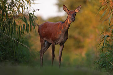 Jeleń, deer, jeleń szlachetny (Cervus) © Bartosz Rakoczy