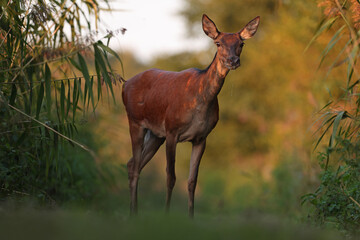 Jeleń, deer, jeleń szlachetny (Cervus) © Bartosz Rakoczy