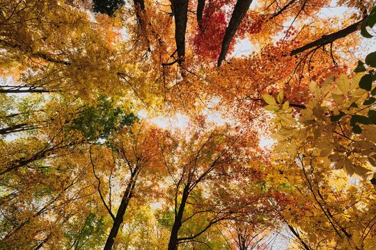 Looking up towards top of tall decidious trees during a colorful autumn at Claireville Conservation Area in Brampton, ON, Canada