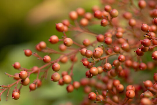 In the fall, the berries of the sacred bamboo (Nandina domestica) grow on the shrub. A close-up is shown.