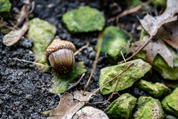 brown acorn resting on the forest floor. autumn woodland background © mailcaroline