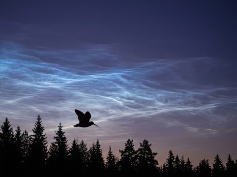 Silhouetted bird under noctilucent clouds at dusk