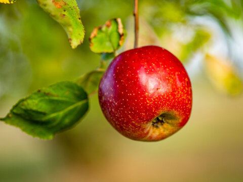 Reife rote &Auml;pfel an einem Apfelbaum im Herbst