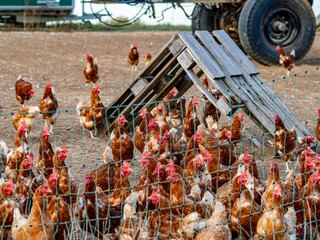 Freiland Hühner vor einem Hühnerwagen © focus finder