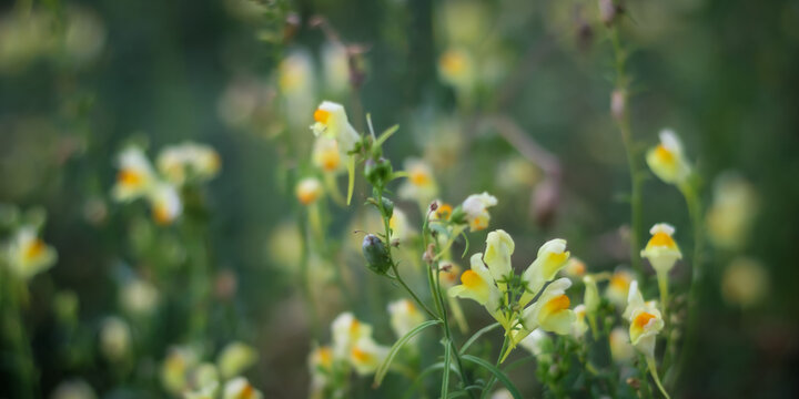 Yellow toadflax flowers (Linaria vulgaris) blooming in a summer field. Beautiful prairie background. Wild snapdragon