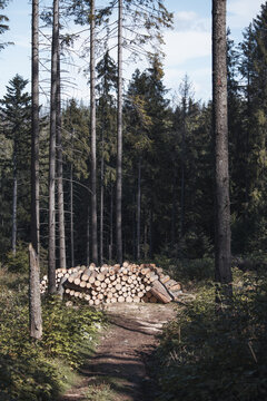 Bukowina Tatrzanska, Poland - 19 September 2026: View of a stack of freshly cut logs in a dense mountain forest with tall pine trees and soft sunlight.